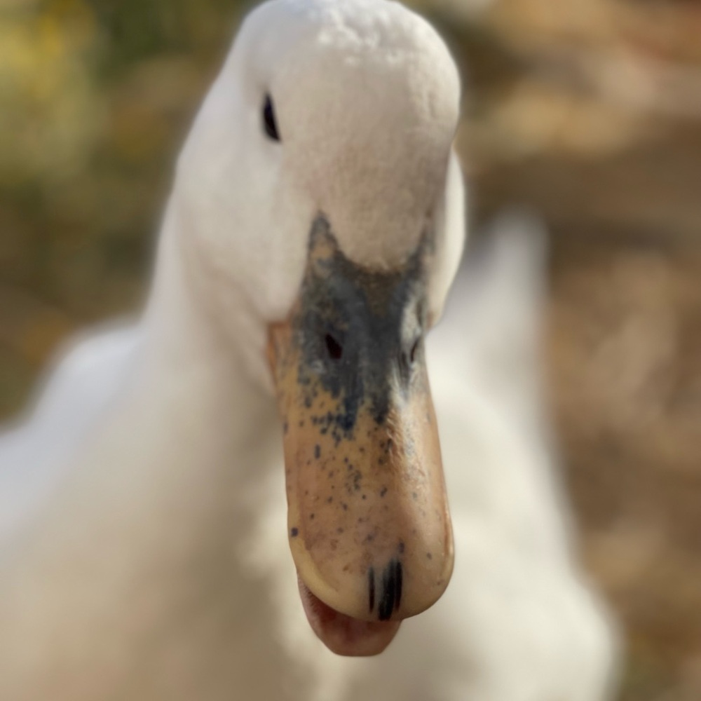 Meet your Posher, Joann
